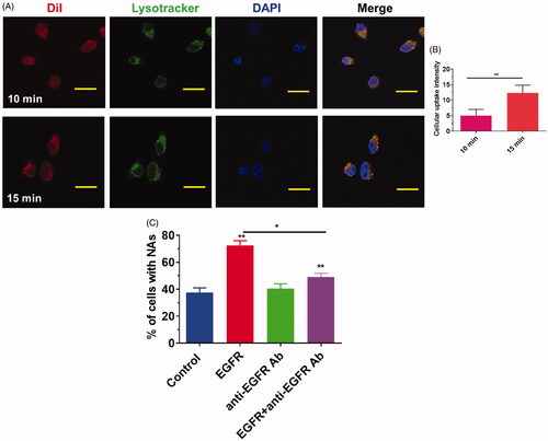 Figure 3. A) Cellular uptake of C-Gd-PFH-NPs with 10 min and 15 minutes interval. B) Cellular uptake flurosence intensity ratio of C-Gd-PFH-NPs with 10 min and 15 minutes interval. C) EGF enhanced C-Gd-PFH-NPs cellular uptake efficiency by C643 cells. C643 cells were incubated with 100 ng/mL of EGF (second bar), 20 ng/mL of anti-EGFR antibody, or 100 ng/mL of EGF and 20 ng/mL of anti-EGFR antibody at 37 °C for 24 h. The cellular uptake efficiency of NPs was normalized to that of untreated control cells. *p ≤ .05, **p ≤ .01 compared to each normalized control.