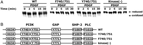 Figure 2. Effect of PDGF beta receptor mutations on PDGF-induced oxidation of PTEN. (A) HepG2 cells were transfected with the vectors encoding wild-type PDGFβR, a kinase-deficient PDGFβR (kinase (−)), a PDGFβR mutant in which the Tyr740 and Tyr751 residues were replaced with Phe (F740/751 mutant), and a PDGFβR mutant in which the Tyr771, Tyr1009, and Tyr1021 residues were replaced with Phe (Y740/751). All cells were then stimulated with 25 ng/ml PDGF for the indicated times. The oxidation of PTEN in the cellular extracts was analyzed as described in Fig. 1. (B) Schematic representation of wild-type or PDGFβ mutant receptors. The tyrosine, phenylalanine, lysine, and arginine residues are represented by Y, F, K, and R, respectively, at the indicated amino acid positions. PI3 K, GAP, SHP-2, and PLC are proteins that are associated with the tyrosine residues of PDGFR.