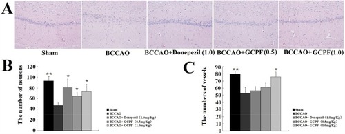 Figure 8 Effects of GCPF on the hippocampal histology in BCCAO rats.