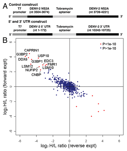 Figure 1 Identification of cellular proteins that interact with the DENV-2 5′ and 3′ UTRs. (A) Schematic of DNA template used to generate RNA for chromatography. The control construct contains the T7 promoter fused to sequences from DENV-2 NGC NS2A coding sequence (nts 3,504–3,674 and nts 3,739–4,221), with the tobramycin aptamer inserted between the NS2A sequences. The 5′ and 3′ UTR construct contains the T7 promoter fused to the DENV-2 NGC 5′ UTR (nts 1–172), tobramycin aptamer sequence and the 3′ UTR from DENV-2 NGC (nts 10,242–10,724). Following in vitro transcription using T7 RNA polymerase, RNA was purified, heated to 95°c, gradually cooled to room temperature and bound to tobramycin-sepharose beads. (B) Scatter plot comparing the results from two independent quantitative mass spectrometric analyses of DENV-2 5′ and 3′ UTR-interacting proteins. In the experiment plotted on the y-axis (forward experiment), the control RNA was incubated with lysate from cells labeled with light arginine and lysine (K0R0) and the DENV-2 5′ and 3′ UTR RNA was incubated with lysate from cells labeled with heavy arginine and lysine (K8R10). In the experiment plotted on the x-axis (reverse experiment), the control RNA was incubated with heavy lysate and the DENV-2 5′ and 3′ UTR RNA was incubated with light lysate. The product of ratio significance in the forward and reverse experiment (pforward x preverse (p) < 1e–10), and minimum log2 SILAC ratio of 2 for forward experiment and maximum ratio of -2 for reverse experiment were used to select the most confident interacting partners (red dots in upper left quadrant).