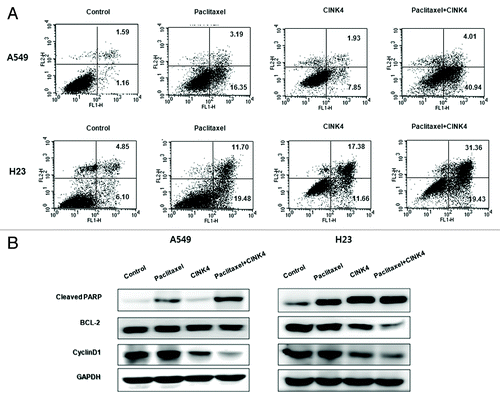 Figure 7. Paclitaxel combined with CINK4 increases apoptosis in A549 and H23 cells. (A) Apoptosis induction. Annexin V-FITC/PI double staining was performed. Annexin V-positive apoptotic cells were counted by flow cytometry. Each experiment was performed in triplicate. The typical apoptosis induction by single and combination treatments are shown. (B) Apoptosis-related protein expression. Actin was used as a loading control. Cells were treated for 72 h with paclitaxel (3 nM) and CINK4 (10 μM), alone or in combination.