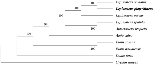 Figure 1. The rectangular phylogenetic tree based on the conserved blocks of ten related mitochondrial genomes. Accession nos. Lepisosteus oculatus, NC_004744.1; Lepisosteus osseus, NC_008104.1; Lepisosteus spatula, NC_008131.1; Atractosteus tropicus, NC_024178.1; Amia calva, NC_004742.1; Elops saurus, NC_005803.1; Elops hawaiensis, NC_005798.1; Danio rerio, NC_002333.2; Oryzias latipes, NC_004387.1.
