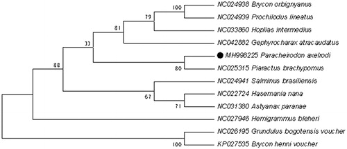 Figure 1. Neighbour-joining (NJ) tree of 12 Beloniformes species based on 12 PCGs encoded by the heavy strand. The bootstrap values are based on 1000 resamplings. The number at each node is the bootstrap probability. The number before the species name is the GenBank accession number. The genome sequence in this study is labelled with a black spot.