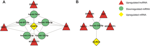 Figure 9 The competing endogenous RNA (ceRNA) networks and the potential RNA regulatory pathways of hub pyroptosis-related genes. (A) ceRNA network of mRNA for CASP4. (B) ceRNA network of mRNA for NLRC4.
