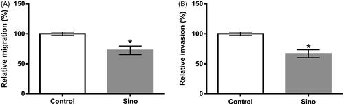 Figure 3. Impacts of Sino on MDA-MB-231 cells migration and invasion. The 4 μM Sino was employed for the administration of MDA-MB-231 cells, and subsequently Transwell experiment was applied for the evaluation of (A) cell migration and (B) cell invasion in MDA-MB-231 cells after Sino manipulation. *p < .05.