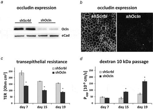 Figure 2. CacoBBe cells with stable occludin knockdown.Control (shScrbl) and stable CacoBBE occludin knockdown cells (shOcln) were seeded on Transwells and analyzed for occludin expression using Western blot analysis (a) and immunostaining (b). Transepithelial resistance (c) and macromolecule passage using FITC-Dextran-10 kDa (d) were monitored over 3 weeks (mean ± SD; n = 3 Transwells). Occludin knockdown resulted in a decreased TER (p < 0.05 for all days) and an increased passage of 10 kDa dextran in the occludin-targeting shRNA cell line (p < 0.01 for days 15 and 19).