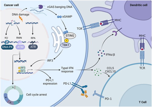 Figure 5. PIKK mediated DNA damage response (DDR) inactivation regulates the immune response. PIKK members ATM, ATR, and DNA-PK have the ability to promote cell cycle arrest and DNA repair. DNA-PK, via the Ku heterodimer, binds to double-strand broken DNA ends, promoting non-homologous end-joining (NHEJ). The MRN complex recruits ATM to single-strand broken DNA, which is then repaired via homologous recombination (HR). In response to HR, ATR is recruited to single-stranded DNA wrapped by replicating protein A (RPA) for DNA repair. DNA damage response (DDR) gene inactivation leads to the accumulation of chromosomal fragments in the cytoplasm, which activates the cyclic GMP-AMP synthase-interferon gene stimulator (cGAS-STING) pathway. STING activates interferon regulatory factor 3 (IRF3) transcription by binding to and activating tank-binding kinase 1 (TBK1). The type I IFN response is upregulated by the chemokine C-X-C motif, chemokine ligand 10 (CXCL10) and chemokine receptor 5 (CCL5), thereby promoting the infiltration of effector T cells into tumours. In addition, the expression of programmed cell death 1 ligand 1 (PD-L1) was upregulated. Secreted IFN-α and IFN-β promoted the antigen-presenting ability of dendritic cells.