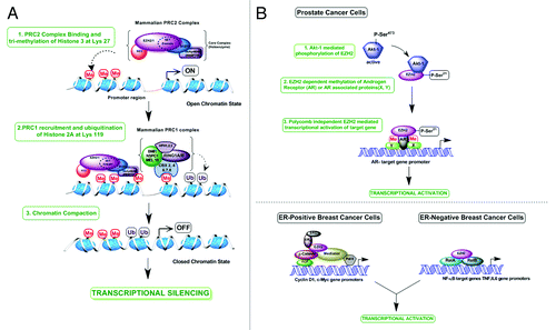 Figure 1. Molecular mechanism of action of EZH2. (A) Polycomb dependent mechanism—Role in transcriptional repression. EZH2 functions as a part of mammalian PRC2 core complex consisting of EZH1/2, SUZ12, EED and RbAp46/48 (also called RBBP7/4. When recruited to the target gene promoter it catalyses the di/tri- methylation of Histone 3 at lysine 27 (H3K27me3), resulting in chromatin compaction and inaccessibility of promoter region to RNA Pol II and other proteins of the transcription machinery, which ultimately repress transcription. H3K27me3 mark also serves as a docking site for binding of PRC1 complex containing Bmi1, Ring1a, Ring1b, HPH1, HPH2, NSPC1, MEL18 and CBX proteins (-2, 4, 6, 7, 8). PRC1 catalysed mono-ubiquitination of Histone 2A at lysine 119 further contributes to target gene silencing. (B) Polycomb independent mechanism—Role in transcriptional activation. (1) In prostate cancer cells, Akt-1 mediated phosphorylation of EZH2 at Serine-21 decreases the H3K27me3 activity of EZH2. But phosphorylated EZH2 can function independent of other PRC2 proteins and may methylate androgen receptor at lysine 630 and 632, which can enhance its transcriptional activity. This is a potential mechanism for EZH2 mediated transcriptional activation via methylation of androgen receptor or other androgen receptor associated proteins (X or Y). (2) When over-expressed in ER-positive, luminal like MCF-7 breast cancer cells, EZH2 functions as a transcriptional activator by acting as a bridge to physically link ERα and Wnt signaling components β-catenin and TCF, on the Cyclin B1 and c-Myc promoters. EZH2 also associates with Mediator complex through its domain II independent of the SET domain involved in HMTase activity and enhance transcription by its interaction with RNA polymerase II. In ER-negative, basal like MDA-MB-231 cells, EZH2 forms a ternary complex with NF-kB components RelA and RelB and activates transcription of NF- kB target genes such as TNF, IL6.