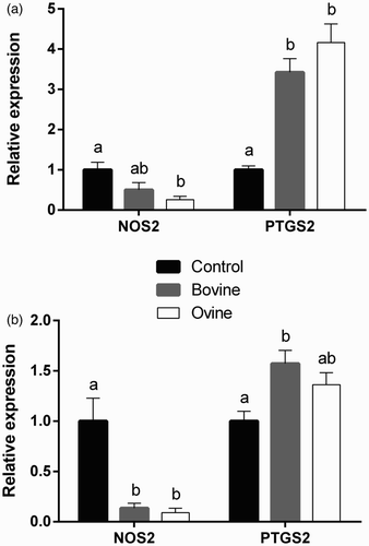 Figure 1. Effect of treatment of ovine monocytes (a) and neutrophils (b) with WSE obtained from ovine and bovine yoghurt on the expression of inducible nitric oxide synthase (NOS2) and cyclooxygenase-2 (PTGS2). Values are means ± SE. Differences between columns labeled with different letters are statistically significant at P < .05. All comparisons between groups were conducted by one-way ANOVA using Tukey's HSD post hoc test, except for NOS2 in neutrophils (b) where Welch's test with Dunnett's T3 post hoc was used due to a departure from homogeneity.