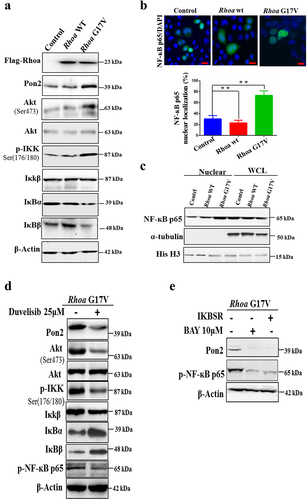 Figure 2. Rhoa G17V induces Pon2 expression through activation of the PI3K/Akt/NF-κB pathway in CD4+ T cells. (a) Immunoblots showing expression of Pon2, phosphorylated Akt, phosphorylated IκB kinase, IκKβ, IκBα, and IκBβ in CD4+ T cells transduced with retroviral Flag-Rhoa WT, Flag-Rhoa G17V expression vectors, or GFP control vectors. β-Actin served as a loading control. (b) Representative confocal images showing immunostaining of NF-κB p65 (Green) in CD4+ T cells transduced with retroviral Flag-Rhoa WT, Flag-Rhoa G17V expression vectors, or GFP control vectors. DAPI (Blue) was used as a nuclear counterstain. Original magnification, ×400. The bar graphs on the bottom are showing the quantification of NF-κB p65 immunostaining in at least 200 counted cells, presented as percentage ± SEM. ** P < .01. (c) Immunoblots showing an increase of NF-κB p65 in the nucleus from Rhoa G17V-expressing CD4+ T cells. Whole-cell lysates (WCL) and nuclear lysates from CD4+ T cells of the indicated groups were immunoblotted with antibodies as indicated. Histone H3 (His H3) is nuclear, while tubulin are cytosolic. (d) Immunoblots showing Duvelisib suppressed the expression of Pon2, decreased the phosphorylated IκB kinase (IKK) complex, and activated the NF-κB p65 in Rhoa G17V-expressing CD4+ T cells. β-Actin served as a loading control. (e) Immunoblots showing BAY and Iκ-B super repressor inhibited NF-κB p65 activation and Pon2 expression in Rhoa G17V-expressing CD4+ T cells. β-Actin served as a loading control.