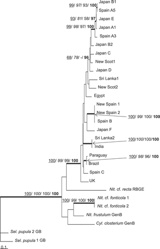 Fig. 1. ML tree based on cox1 gene, illustrating the phylogeny of N. palea sequences. The tree was rooted using two Sellaphora pupula sequences. Maximum parsimony, neighbour joining and maximum likelihood bootstrap values above 50% and BI posterior probabilities above 95% (MP/ NJ/ ML/ BI) are shown on the branches. Internal nodes supported by bootstrap values above 80% and posterior probabilities above 95% in at least two types of analyses are highlighted as thick lines.