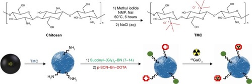 Figure 1 Schematic illustration of the synthesis and radiolabeling of DOTA-BN-TMC-MNPs.Abbreviations: DOTA, S-2-(4-isothiocyanatobenzyl)-1,4,7,10-tetraazacyclododecane tetraacetic acid; BN, bombesin; TMC, N,N,N-trimethyl chitosan; MNP, magnetic nanoparticle; NMP, N-methyl-2-pyrrolidone.