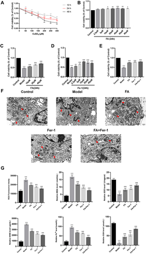 Figure 4 FA had a neuroprotective effect on the FPT of copper-loaded neurons.