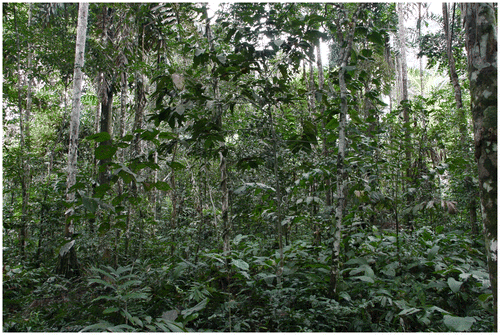 Figure 2. Typical example of the monte alto ethnoecological landscape category.