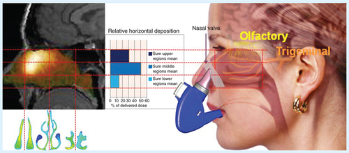 Figure 7. Breath Powered™ nose to brain powder device variant; initial horizontal distribution.Mean initial nasal gamma deposition in seven healthy subjects 2 min after self-administration with the Breath Powered™ nose to brain device variant. Approximately 30% and 80% of the delivered dose was deposited in the upper third and upper two-thirds, respectively. Approximately 15% was found in the lower third and a small fraction (∼5%) was deposited or had been cleared to the nasopharynx 2 min after delivery.Reproduced with permission from [Citation23,Citation48].