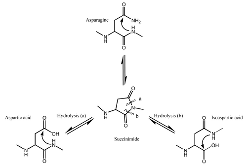 Figure 1. Deamidation at neutral or basic pH > 6 proceeds through the cyclic imide succinimide followed by hydrolysis to Asp/iso-Asp with a resulting mass change of +1Da.