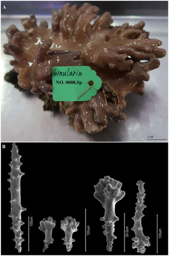 Figure 1. (A) Image of the live individual reference specimen of Sinularia acuta Manuputty and van Ofwegen, 2007 from West Island (Sanya, Hainan Province, China; 18° 14′ 5.93″ N, 109° 22′ 46.46″ E). (B) SEM morphology of sclerites from the colony polyps and surface of S. acuta (photos by Chaojie Yanga).
