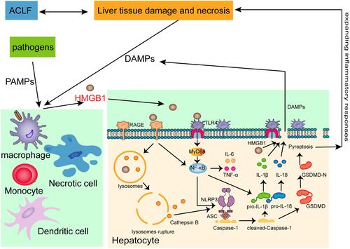 Figure 6 Schematic diagram of HMGB1-induced hepatocyte pyroptosis pathways and their relationship with ACLF.