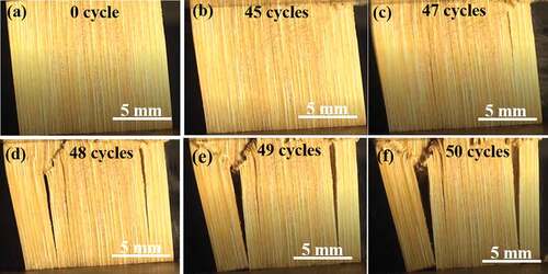 Figure 9. Optical images of failure at different number of cycles for stress amplitude at 120% of buckling load: (a) 0 cycles; (b) 45 cycles; (c) 47 cycles; (d) 48 cycles, (e) 49 cycles, and (e) 50 cycles