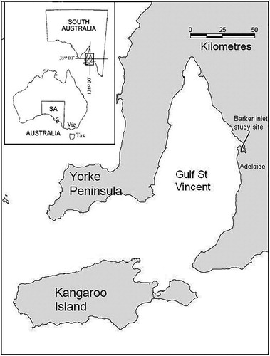 Figure 1. Location of study site (King’s Beach, Barker Inlet) in relation to South Australian coastline (adapted from Cann et al. Citation2009).