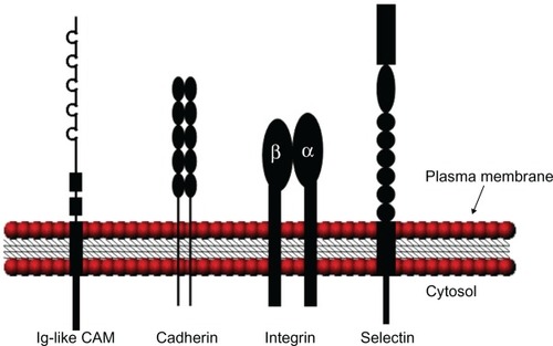 Figure 1 Schematic illustration of the various CAM structures. Ig-like CAMs are defined by one or more extracellular Ig repeats of 60 to 100 amino acids that form the active adhesion site and a transmembrane segment with a cytoplasmic tail. Classical cadherins have five extracellular cadherin repeats, a single transmembrane domain, and an intracellular tail. Integrin heterodimeric receptors are formed by α and β transmembrane units. Selectins have a short cytoplasmic carboxyl terminus, a transmembrane sequence followed by complement regulatory-like molecules, and an extracellular component containing an epidermal growth factor-like domain and an amino terminal domain that is homologous to C-type lectins. Adapted with permission from Marchetti PJ, O’Connor P. Cellular adhesion molecules in neurology. Can J Neurol Sci. 1997;24(3):201.Citation11