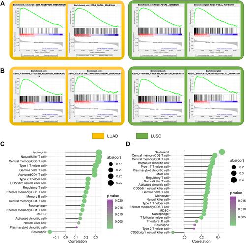 Figure 6 Signaling pathways and immune infiltration involved in LC. (A) Activated signaling pathways in the PLCRC defined high-risk LUAD patients; (B) Activated signaling pathways in the PLCRC defined high-risk LUSC patients; (C) Correlation between PLCRC value and infiltration of immunocytes in LUAD; (D) Correlation between PLCRC value and infiltration of immunocytes in LUSC.