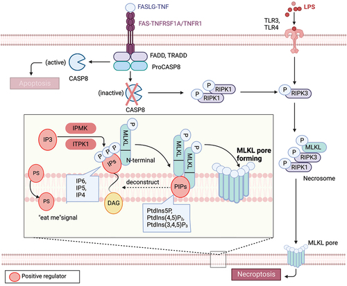Figure 2. Lipid mechanism in necoroptosis. In the presence of caspase inhibition, necroptosis can be triggered by death receptor stimuli (e.g., TNFRSF1A/TNFR1 and FAS) or pathogen recognition receptor stimuli (e.g., TLR3 and TLR4). When CASP8 is inactive, a complex called the necrosome, comprised of RIPK1, RIPK3, and MLKL, forms. Within this complex, RIPK3-mediated phosphorylation induces a conformational change that activates MLKL, leading to its oligomerization and translocation to the plasma membrane. Subsequently, MLKL forms pores or cation channels at the plasma membrane, resulting in necroptosis. MLKL binds to PtdIns5P, PtdIns(4,5)P2, and PtdIns(3,4,5)P3, but not to unphosphorylated phosphatidylinositol (PtdIns) or other phospholipids. PIPs can be enzymatically deconstructed into diacylglycerol and inositol phosphates. MLKL interacts with highly phosphorylated inositol products (e.g., IP6, IP5, IP4) generated by IP kinases (IPMK and ITPK1). Necroptotic cells also expose phosphatidylserine (PS) on the outer leaflet of the plasma membrane, acting as an “eat-me” signal that can be recognized and phagocytosed.