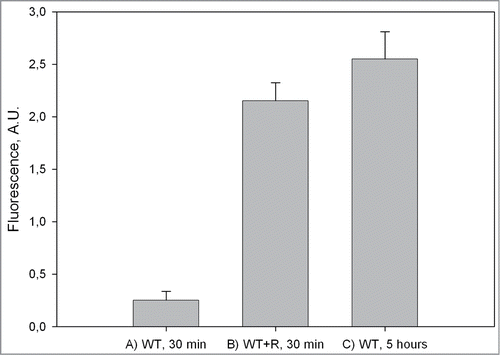 Figure 2. Fluorescence intensity of WT peptide with ThT. (A) WT peptide alone after 0.5 hours of incubation; (B) WT peptide incubated with R peptide for 0.5 hours; (C) WT peptide after 5 hours of incubation.