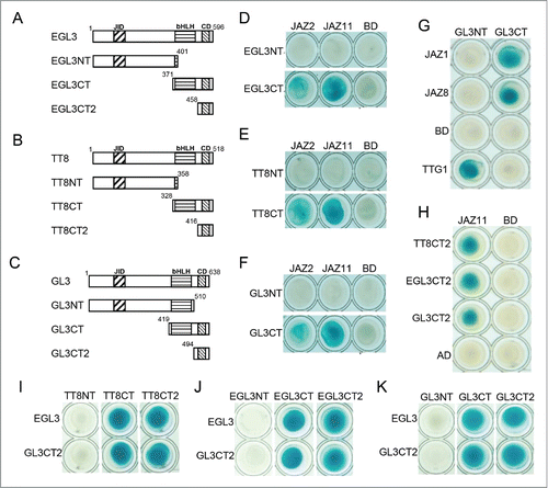 Figure 1. The CD domains of EGL3, TT8 and GL3 are responsible for interactions with JAZ proteins and dimeric interactions. (A) to (C) Schematic structures of EGL3, TT8 and GL3. JID, JAZ-interaction domain; CD, C-terminal domain. (D) to (H) Y2H assay to detect interactions of the truncated domains of EGL3, TT8 and GL3 with JAZ1, JAZ2, JAZ8 or JAZ11. JAZs, TTG1 and the domains of GL3, EGL3 and TT8 were fused with LexA DNA binding domain (BD) or activation domain (AD) respectively. (I) to (K) BD-fused EGL3 and GL3CT2 interact with AD-fused CT and CT2 of GL3, EGL3 and TT8 in yeast. All the interactions were detected on SD/Gal/Raf/X-gal (-Ura/-His/-Trp/-Leu) medium.