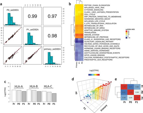 Figure 2. Functional enrichment analysis of the primary and PDX samples. a) Correlation plot of the ssGSEA normalized enrichment scores (NES) across the samples. b) Heatmap representing the top and bottom enriched pathways scored by ssGSEA. c) Barplot showing the expression of HLA molecules (HLA-A, HLA-B and HLA-C) across the samples. d) 3D scatter plot of the expression levels of 110 TAP-related genes showing strong correlation across samples. e) Heatmap showing the correlation coefficient of the TAP processing genes across all samples.