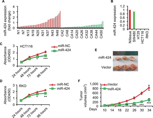 Figure 1 miR-424 is downregulated in CRC tissues and cell lines and suppressed cancer cell growth in vitro and in vivo.Notes: (A) miR-424 expression was evaluated using RT-qPCR in total RNAs derived from 53 matched pairs of CRC tissues and corresponding normal colon mucosa. N stands for normal and CA for CRC sample. U6 served as the endogenous control for miR-424. Data are presented as fold change (2−ΔΔCT). (B) RT-qPCR analysis of miR-424 in total RNA from indicated CRC cell lines and the normal colorectal tissues. The data shown are fold changes of individual miRNA expression in each CRC line relative to the normal tissues. (C, D) The effects of miR-424 on CRC cell growth (HCT116, C; RKO, D) were measured via a CCK-8 assay at the time indicated. The results are presented as the mean ± SD of the values obtained in three independent experiments. (E, F) Overexpression of miR-424 inhibits tumor formation in nude mice. HCT116 cells (5×106) stably overexpressing either p-miR-424 or p-scramble control were injected subcutaneously into the flanks of nude mice (n=3 in each group). The tumor volume was measured every 4 days starting from day 10 until the mice were killed 34 days after transplantation and assessed using the formula (L×D×W) × π/6, where L is the length, D is the depth, and W is the width. Photographs show representative features of the tumor growth (E) and line graph shows the mean tumor volume of the injected mice (F). *P<0.05; **P<0.01; ***P<0.001.Abbreviations: CRC, colorectal cancer; RT-qPCR, real-time quantitative reverse transcriptase-PCR.