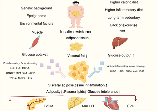 Figure 2 The underlying causes of MAFLD and T2DM include visceral obesity and insulin resistance, and inflammatory factors play a significant role in the onset and progression of the illness. (By Figdraw. ID:IIAPIadaa4).