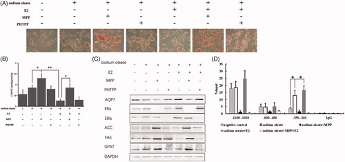 Figure 1. ERα as a target of E2 to affect AQP7 upon steatosis in HepG2 cells. ORO staining (A) and triglyceride level (B) in different treatment of HepG2 cells. The protein levels of AQP7, ERs, ACC, FAS and GPAT in different treatment of HepG2 cells (C). ERα enrichment on AQP7 promoter region in different treatment of HepG2 cells using ChIP-qPCR assay (D). Each experiment was repeated three individual times and represent mean ± SD. “*” and “**” means p values less than .05 and .01.