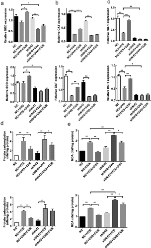 Figure 8. Interference of Nrf2 expression changed the effects of curcumin on cell antioxidant capacity under UV treatments in Hacat cells. (a) The relative SOD mRNA levels in different groups. (b) The relative CAT mRNA levels in different groups. (c) The relative HO-1 mRNA levels in different groups. (d) The protein carbonylation levels in different groups. (e) The MDA levels in different groups. (UV: ultraviolet; UVA: ultraviolet A; UVB: ultraviolet B; CUR: curcumin; Nrf2: nuclear factor erythroid 2-related factor 2; NC: negative control; CAT: catalase; HO-1: heme oxygenase 1; SOD: superoxide dismutase; MDA: carbonylation and malondialdehyde; *p < 0.05, **p < 0.01)