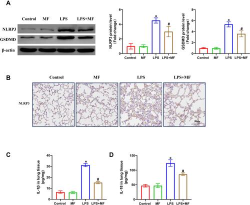 Figure 3 MF suppressed the NLRP3 inflammasome activation in lung tissues treated with LPS. (A) Western blots and statistical results for NLRP3 and GSDMD in lung tissues. (B) Immunohistochemistry staining for NLPR3 protein in the indicated groups. (C and D) The levels of IL-1β and IL-18 in the lung tissues determined by ELISA. (n = 5, *P<0.05 vs Control group, #P<0.05 vs LPS group).