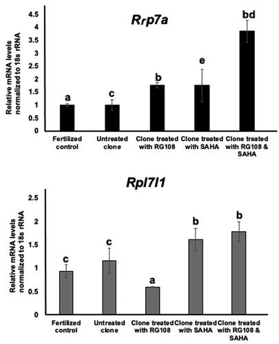 Figure 7. Transcript expression of the markers Rrp7a and Rpl7l1 in morula-stage embryos of untreated clones, clones treated with RG108 and SAHA, and fertilized controls. 18 s rRNA served as the internal control. The data were analyzed using one‐way analysis of variance, followed by Tukey’s test. values with different superscripts (a with b) and (c with d) are significantly different (p < 0.05).