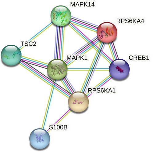 Figure 3. The PPI network displayed the interaction between RSK family genes (RPS6KA1 and RPS6KA4) and other genes.