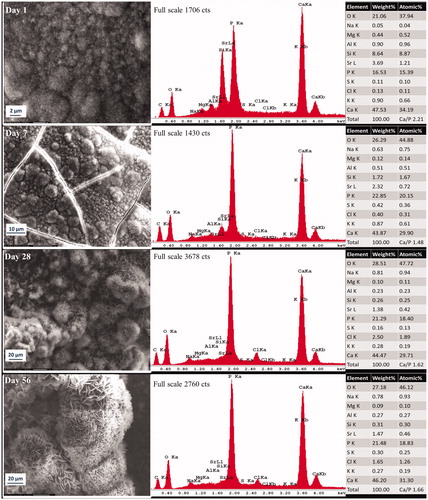 Figure 1. Representative morphologic characterization of precipitations formed over Protooth surface immersed in PBS during 56 days. EDX spectrum was obtained from the precipitates in the field of view. Semiquantitative chemical composition presented in the table shows their Ca/P molar ratio.