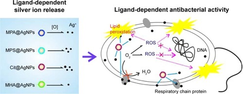 Scheme 1 The ligands regulate the antibacterial activities of AgNPs by controlling Ag+ release and oxidative stress through a Trojan-horse-type mechanism.Notes: More specifically, the internalized AgNPs release Ag+ in a ligand-dependent manner, perturb the membrane respiratory chain, cause excessive ROS generation, lipid peroxidation, and loss of the plasma membrane integrity, thus exerting antibacterial properties.Abbreviations: AgNPs, silver nanoparticles; ROS, reactive oxygen species; Cit, citrate; MPA, mercaptopropionic acid; MHA, mercaptohexanoic acid; MPS, mercaptopropionic sulfonic acid.