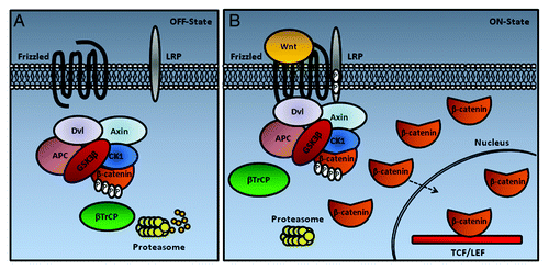 Figure 1. A new Wnt/β-catenin signaling model based on the study from Li et al.Citation27 (A) In the absence of Wnt protein (Off State), the destruction complex (Axin, GSK3, CK1, APC and Dvl) resides in the cytoplasm, where it binds, phosphorylates, and ubiquitinates β-catenin by β-TrCP. The proteasome recycles the complex by degrading β-catenin. (B) In the presence of Wnt (On State), this protein induces the association of the intact complex with phosphorylated LRP. After binding to LRP, the destruction complex stills captures and phosphorylates β-catenin, but ubiquitination by β-TrCP is blocked. Newly synthesized β-catenin accumulates (Adapted from Clevers and NusseCitation2).