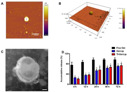 Figure 2 Characterization of Tf-modified osthole liposomes. (A) AFM image of Tf-modified osthole liposomes, scalar bar=600 nm. (B) 3D structure of (A); (C) TEM image of Tf-modified osthole liposomes, scalar bar=20 nm; (D) Release rate of osthole from the varying formulations. Data are presented as mean ± SD (n=3). * vs Free Ost. P<0.05.