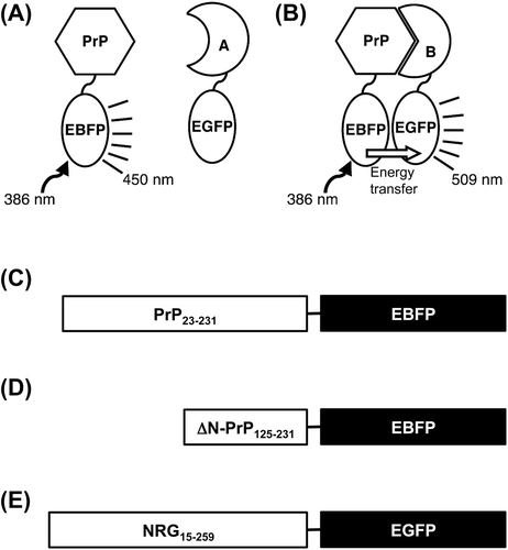 Fig. 1. Schematic model for detection of the interaction PrP with target protein using FRET and constructed fusion proteins.