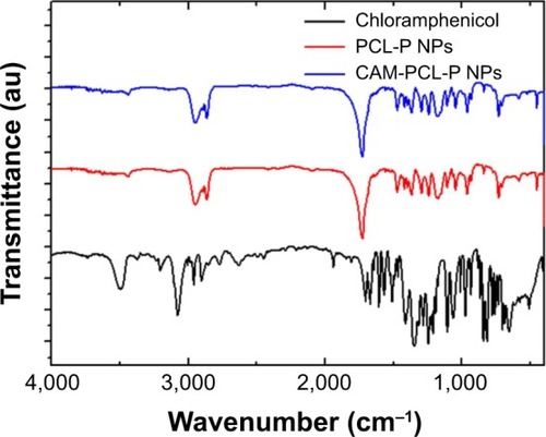 Figure 3 FT-IR spectra of chloramphenicol, PCL-P NPs, and CAM-PCL-P NPs.Abbreviations: CAM-PCL-P NPs, chloramphenicol loaded with poly(ε-caprolactone)-pluronic composite nanoparticles; FT-IR, Fourier-transform infrared spectroscopy; PCL-P NPs, blank poly(ε-caprolactone)-pluronic composite nanoparticles.