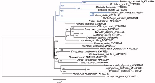 Figure 1. The ML phylogenetic tree for M. capillaris based on other 27chloroplast genomes of species in the family Poaceae.