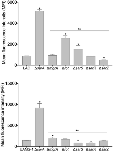 Figure 2. Relative impact of regulatory mutations on protease activity. Protease activity in conditioned medium (CM) from stationary phase cultures from LAC (top), UAMS-1(bottom), and each of the indicated isogenic regulatory mutants was assessed using a gelatin-based FRET assay. Results are reported as the average ± standard error of the mean from two biological replicates, each of which included three experimental replicates. Asterisk indicates statistical significance by comparison to the results observed with the isogenic parent strain. Doubles asterisks indicate statistical significance by comparison to the isogenic sarA mutant