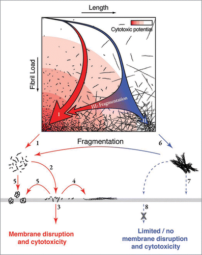 Figure 2 Schematic illustration of the landscape of fibril assembly and fragmentation in relation to the mechanism of fibril associated cytotoxicity. An assembly landscape is illustrated by fibril load plotted against fibril length (upper). The intensity of the red background colour represents the cytotoxic potential. The thick red arrow (I) in the landscape illustrates a representative fibril assembly pathway that would occur in the presence of fibril fragmentation or where nucleation is rapid relative to elongation, resulting in a rapid formation of fibrils with short length distributions. The presence of these short fibrils could lead to enhanced cytotoxicity through decreased fibril-fibril interactions (1) and/or increased fibril-membrane interaction (2). The increased interaction between short fibrils and membrane surfaces could result in membrane damage and a cytotoxic response by fibrils penetrating the membrane (3), growing on the membrane surface (4) or releasing cytotoxic species (5). The thin blue arrow in the assembly landscape (II) illustrates a representative fibril assembly pathway in which little fibril fragmentation occurs or where nucleation is slow relative to elongation, which results in a slow increase of fibril load and the formation of long fibrils. These long fibrils are likely to be less biologically available through increased fibril-fibril interactions (6), decreased interaction with membranes (7) and/or decreased ability of fibrils to pass through the membrane or be taken up by a cell (8) compared with their short counterparts. Fragmentation post-assembly (either mechanical or via chaperones) shortens the average fibril length and thereby enhances the cytotoxic potential without changes to fibril structure (blue to red horizontal arrows III). (Figure was originally published in The Journal of Biological Chemistry, Xue et al. Fibril fragmentation enhances amyloid cytotoxicity. J Biol Chem 2009; 284:34272–82.Citation17 Copyright, the American Society for Biochemistry and Molecular Biology).