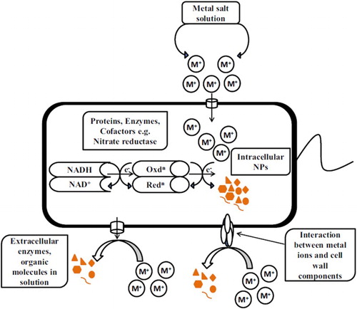 Figure 2. Schematic mechanism of microbial-mediated synthesis of metal nanoparticles (Adapted with permission from Salunke et al. (Citation11)).