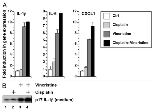 Figure 7. Cisplatin and vincristine fail to show a synergistic effect in gene expression or IL-1β processing. (A) RNA was extracted from BMDM exposed to cisplatin, vincristine, or both for 12 h. Gene expression was quantitated using real-time RT-PCR. (B) LPS-primed BMDM were treated with cisplatin, vincristine, or both. Levels of IL-1β in the medium were detected using western blotting.