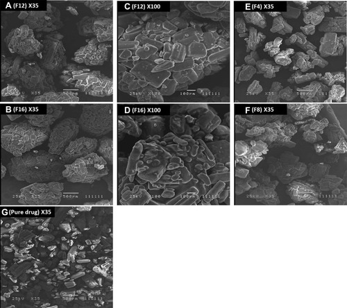 Figure 1 Electron scanning microscope photograph (ESM). (A and C) shows formula 12 at ×35 and ×100 magnifications, respectively; (B and D) shows formula 16 at ×35 and ×100 magnifications, respectively; (E–G) shows formula 4 formula 8, and pure drug at the ×35 magnification, respectively.