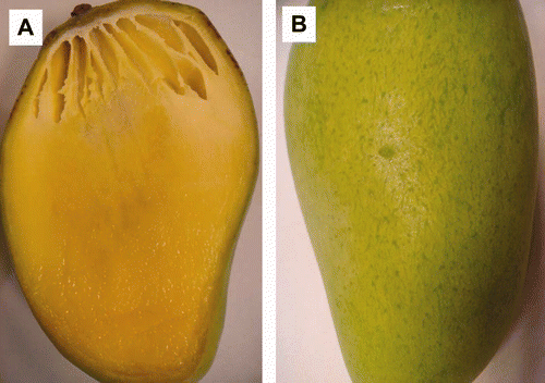 Figura 7. Efecto de la presurización en la (A) apariencia interna y (B) apariencia externa de mangos ‘Ataulfo’ presurizados a 60 MPa por 20 min. Figure 7. Effect of pressurization on the (A) internal appearance and (B) external appearance of mango “Ataulfo” pressurized to 60 MPa for 20 min.